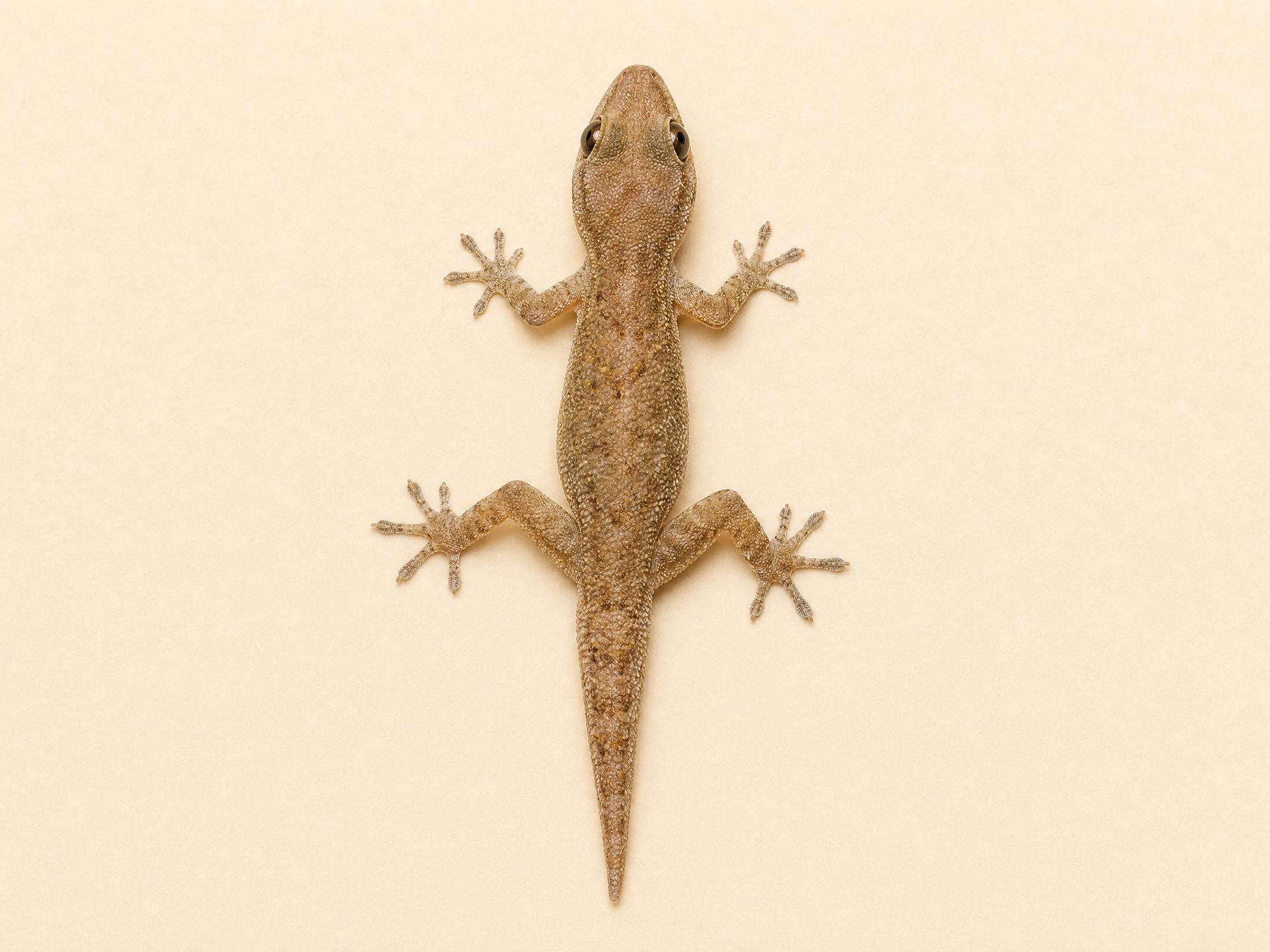 Lizard Control Dubai pest control service in Dubai