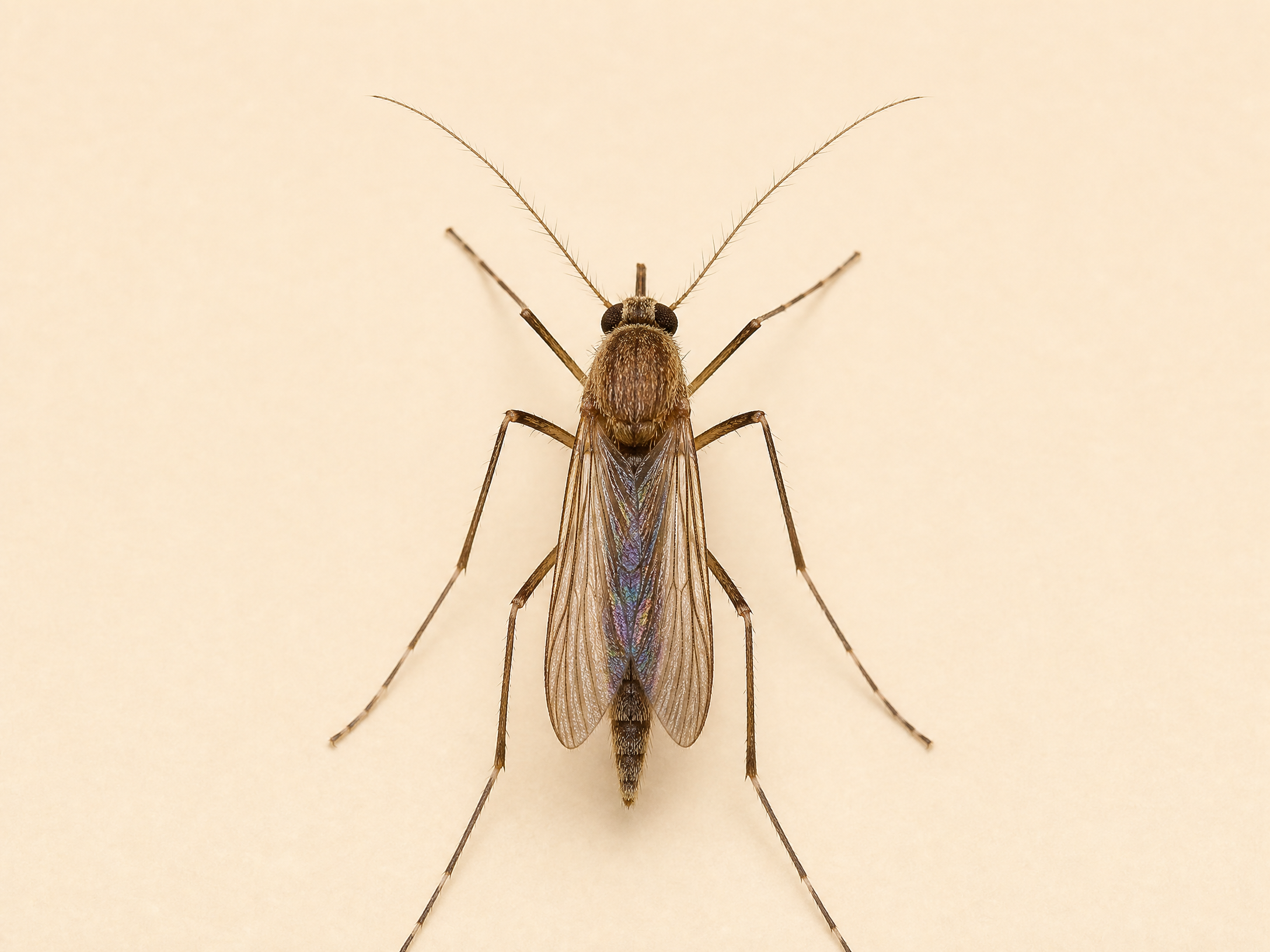Mosquito Control Dubai pest control service in Dubai