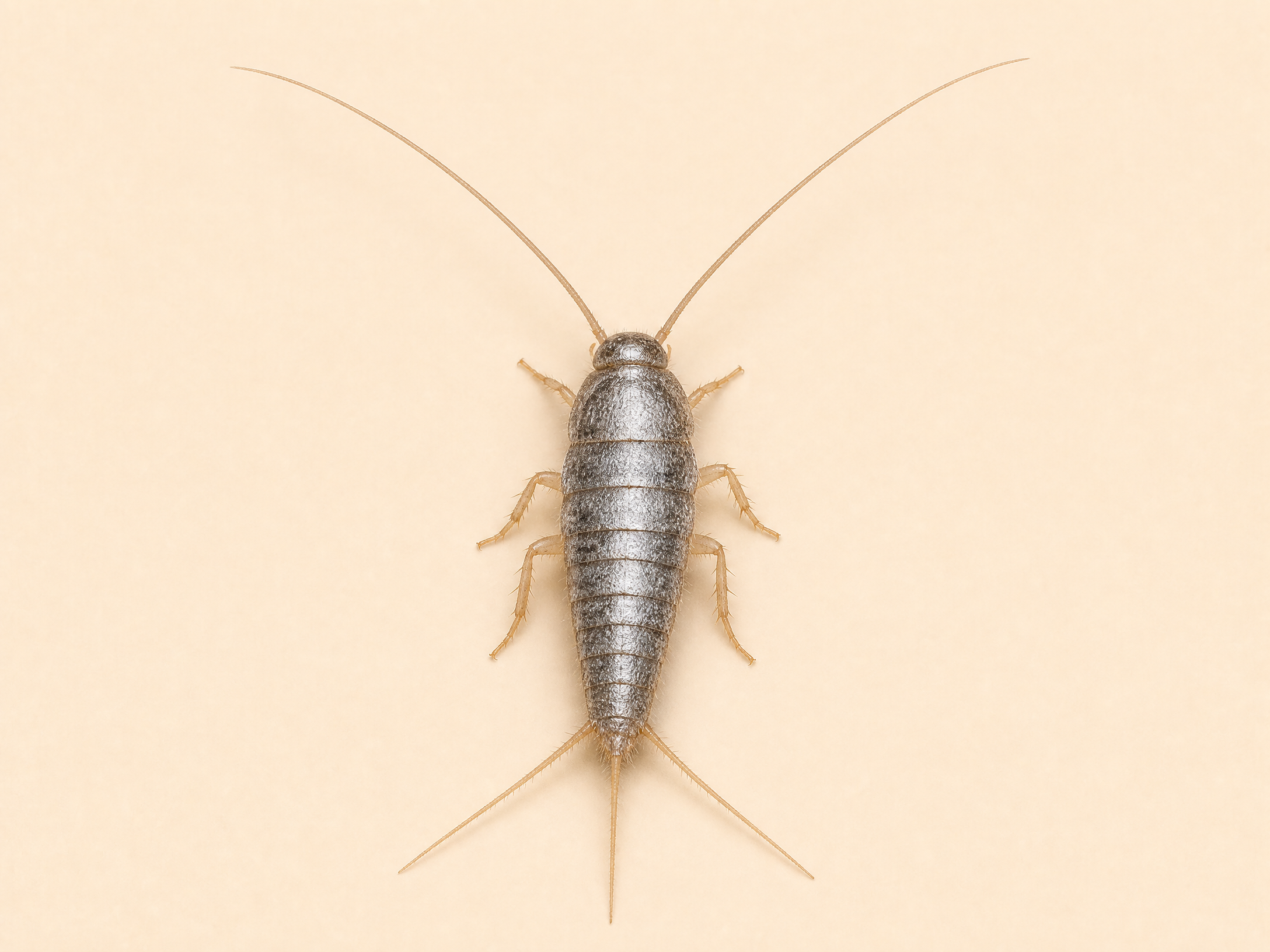 Silverfish Control Dubai pest control service in Dubai