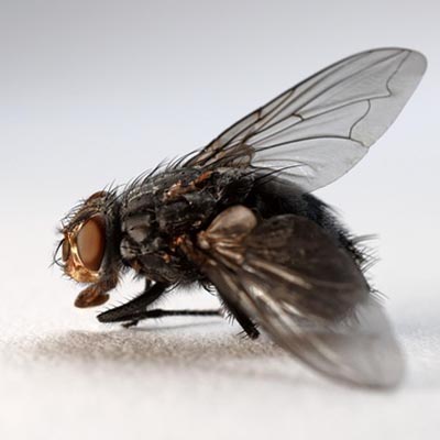 Fly Control Dubai pest control service in Dubai
