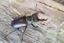 Beetle Control Dubai pest control service in Dubai