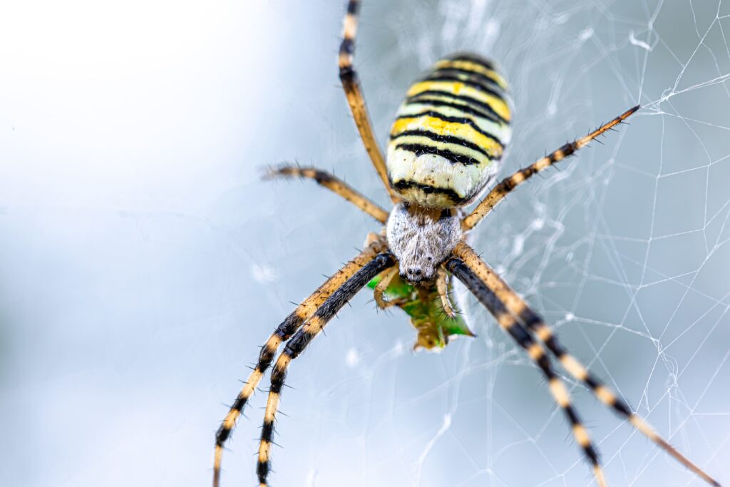 Spider Control Dubai pest control service in Dubai