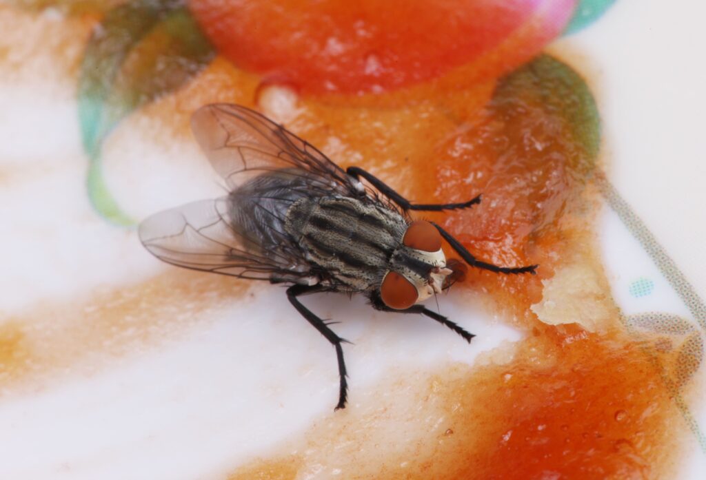 Drain Fly and Fruit Fly Control Dubai pest control service in Dubai