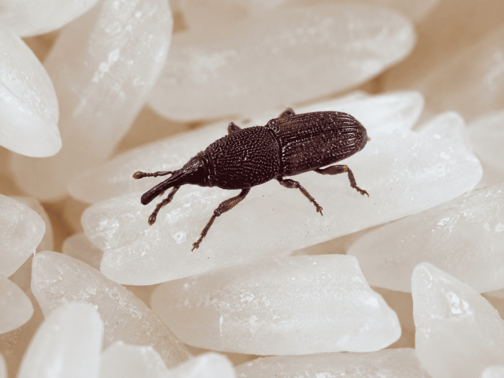 Weevil and Grain Beetle Control Dubai pest control service in Dubai