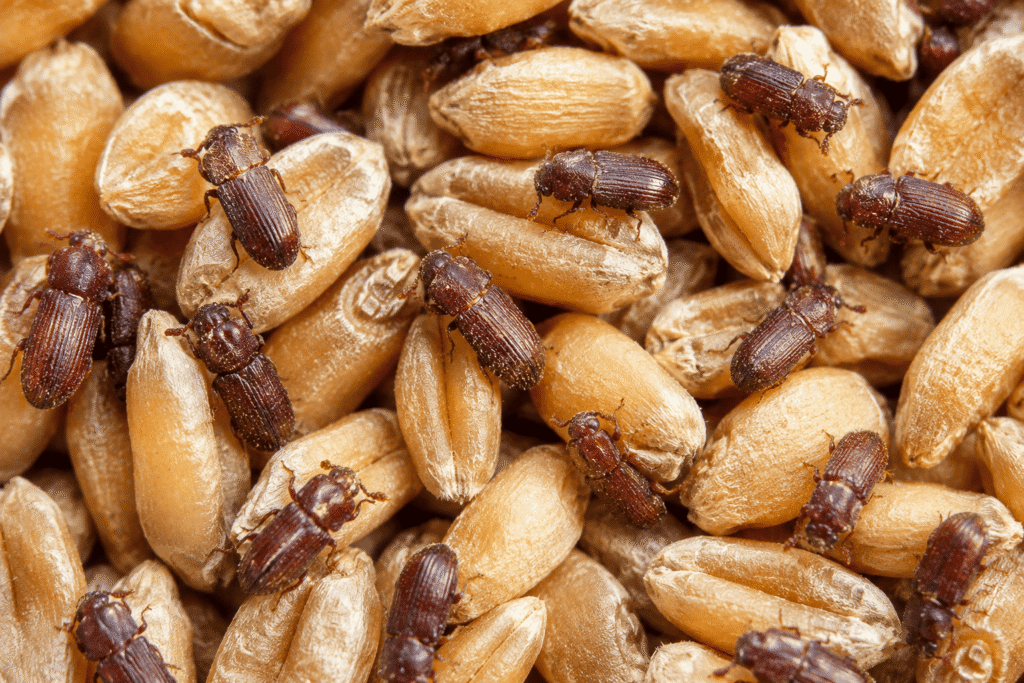 Stored-Product Pest Control Dubai pest control service in Dubai